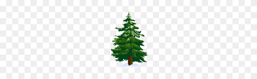 200x200 Download Pine Tree Category Png, Clipart And Icons Freepngclipart - Pine PNG
