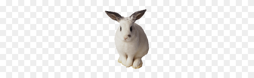 200x200 Download Rabbit Free Png Photo Images And Clipart Freepngimg - Rabbit PNG