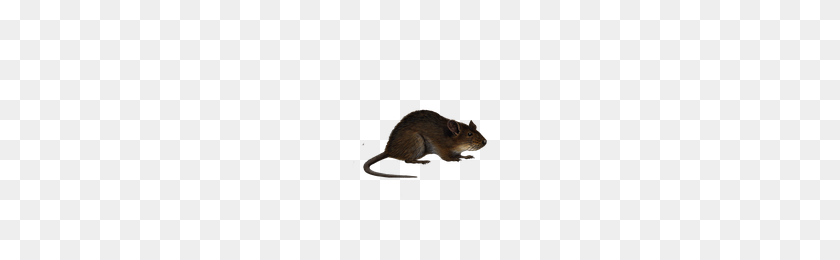200x200 Download Rat Free Png Photo Images And Clipart Freepngimg - Rat PNG
