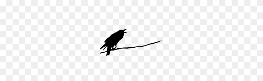 200x200 Download Raven Free Png Photo Images And Clipart Freepngimg - Raven PNG