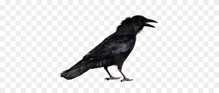 400x300 Download Raven Free Png Transparent Image And Clipart - Raven PNG