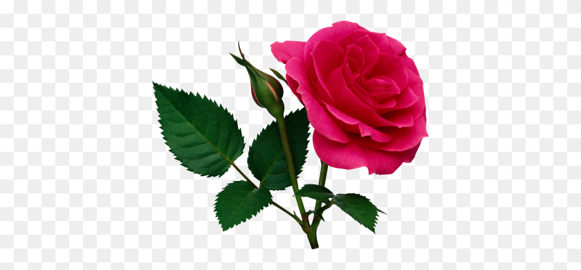 400x331 Download Rose Free Png Transparent Image And Clipart - Rose PNG