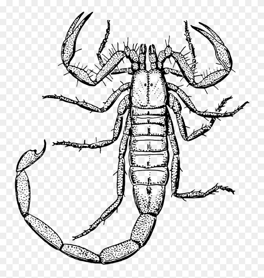 851x900 Download Scorpion Clipart - Scorpion PNG