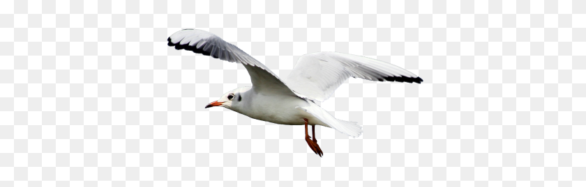 400x209 Download Seagull Free Png Transparent Image And Clipart - Seagull PNG