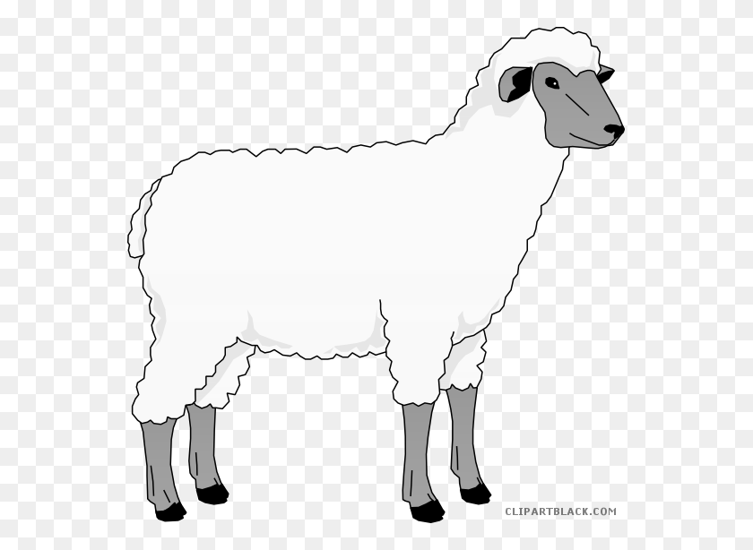 555x554 Download Sheep Clip Art Clipart Goat Merino Clip Art Goat - Sheep Clipart Black And White
