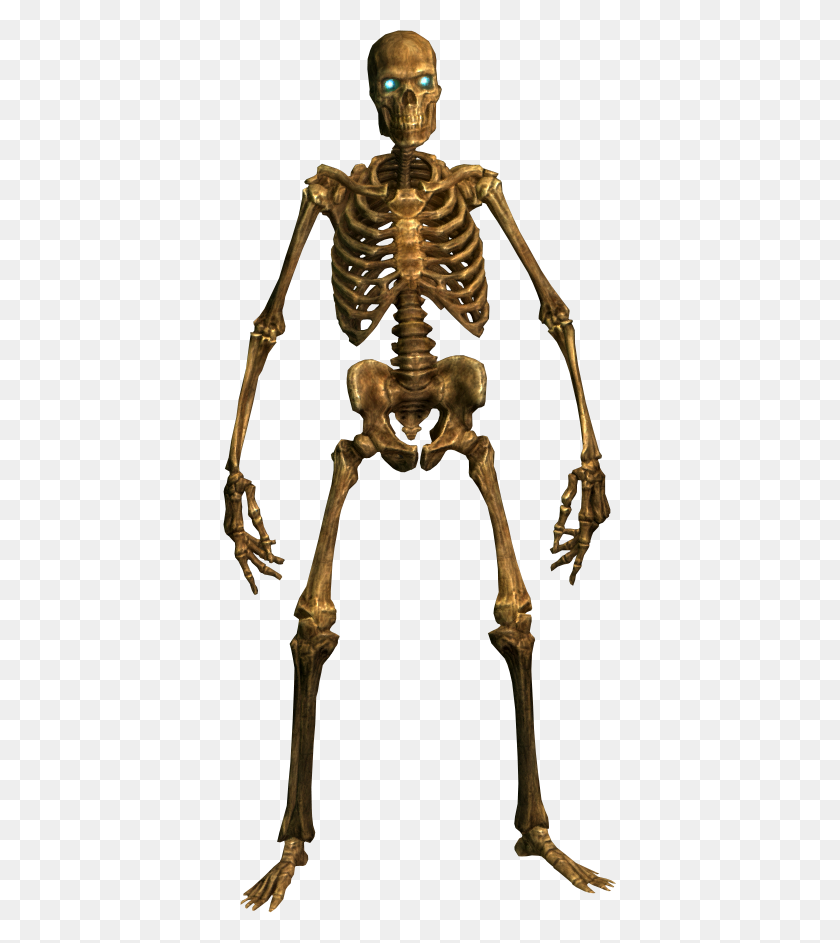 393x883 Download Skeleton Free Png Transparent Image And Clipart - Skeleton PNG