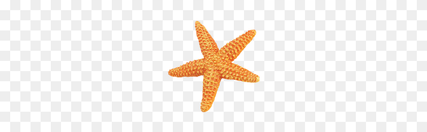 200x200 Скачать Морская Звезда Png Фото Изображения И Клипарт Freepngimg - Звездная Рыба Png