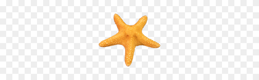 200x200 Download Starfish Free Png Photo Images And Clipart Freepngimg - Starfish PNG