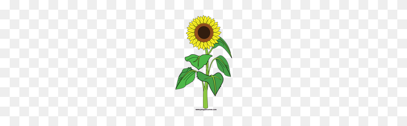 200x200 Download Sunflower Category Png, Clipart And Icons Freepngclipart - Sunflower PNG