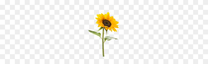 200x200 Download Sunflower Free Png Photo Images And Clipart Freepngimg - Sunflower PNG