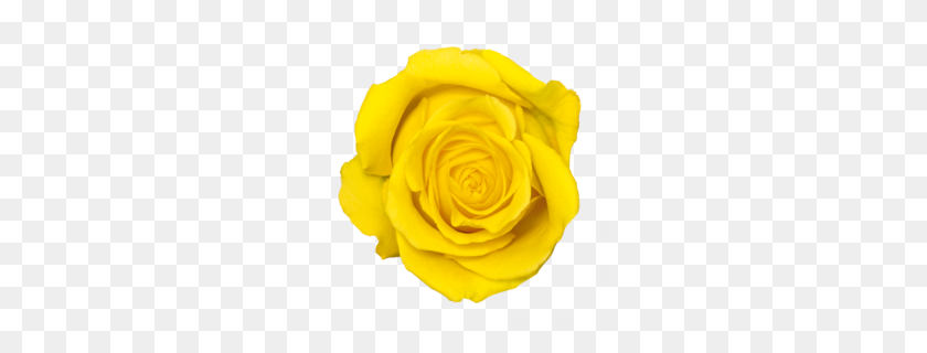 260x260 Descargar Fondo Transparente Rosas Amarillas Png Clipart Jardín - Rosa Png