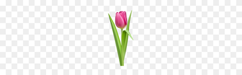 200x200 Download Tulip Free Png Photo Images And Clipart Freepngimg - Tulip PNG