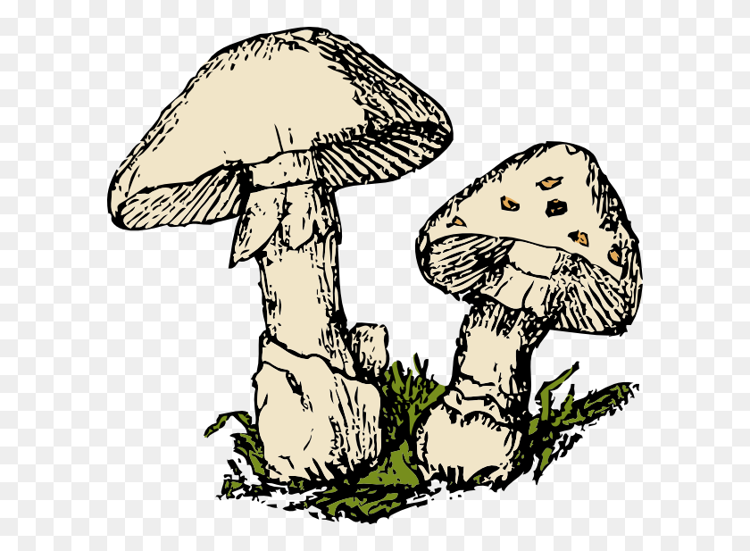600x557 Download Two Mushrooms Clipart - Mushrooms PNG