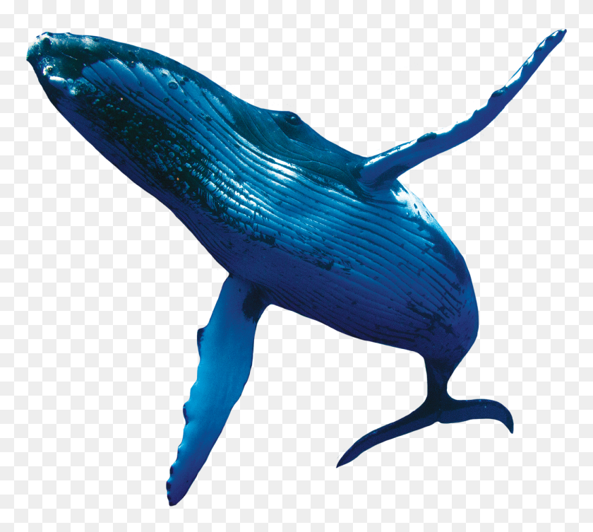 1300x1156 Download Whale Fish Png Transparent Images Transparent Backgrounds - Whale PNG
