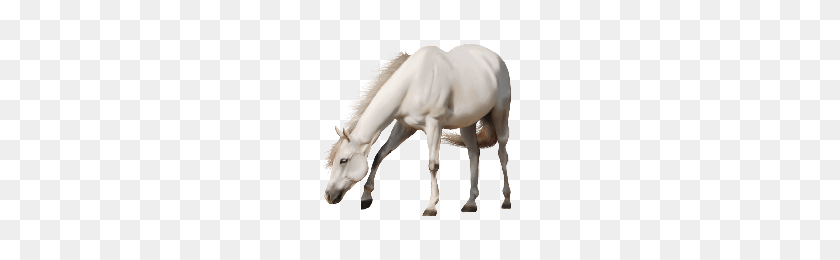 200x200 Download White Horse Png Image Hq Png Image Freepngimg - White Horse PNG