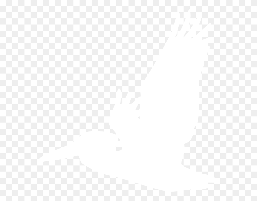 588x596 Download White Pelican Clipart - Pelican Clip Art