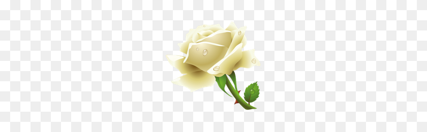 200x200 Download White Rose Free Png Photo Images And Clipart Freepngimg - White Rose PNG