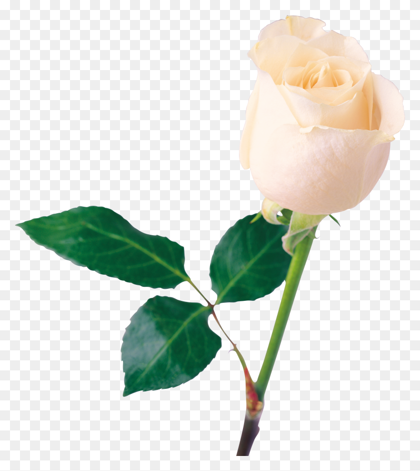 3096x3497 Download White Rose Free Png Transparent Image And Clipart - White Rose Clip Art
