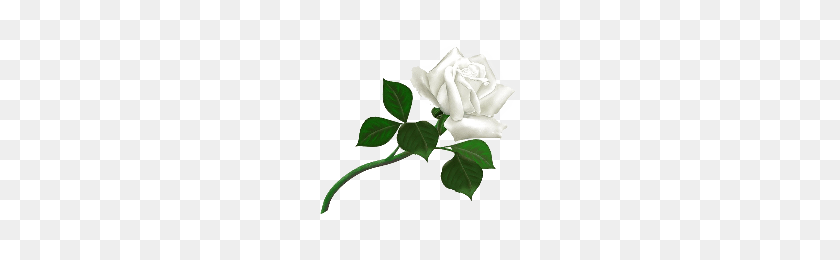 200x200 Скачать Белые Розы Png Фото Изображения И Клипарт Freepngimg - Роза Png Tumblr
