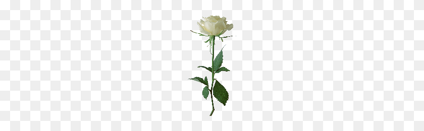 200x200 Download White Roses Free Png Photo Images And Clipart Freepngimg - White Flower PNG