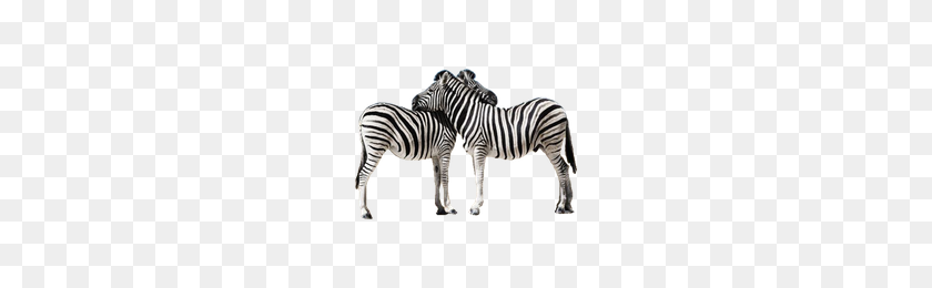 200x200 Download Zebra Free Png Photo Images And Clipart Freepngimg - Zebra PNG