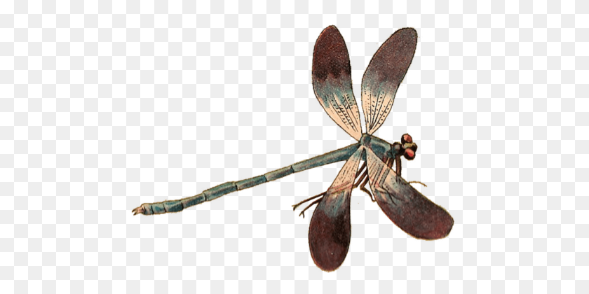 474x360 Dragonfly - Dragonfly PNG