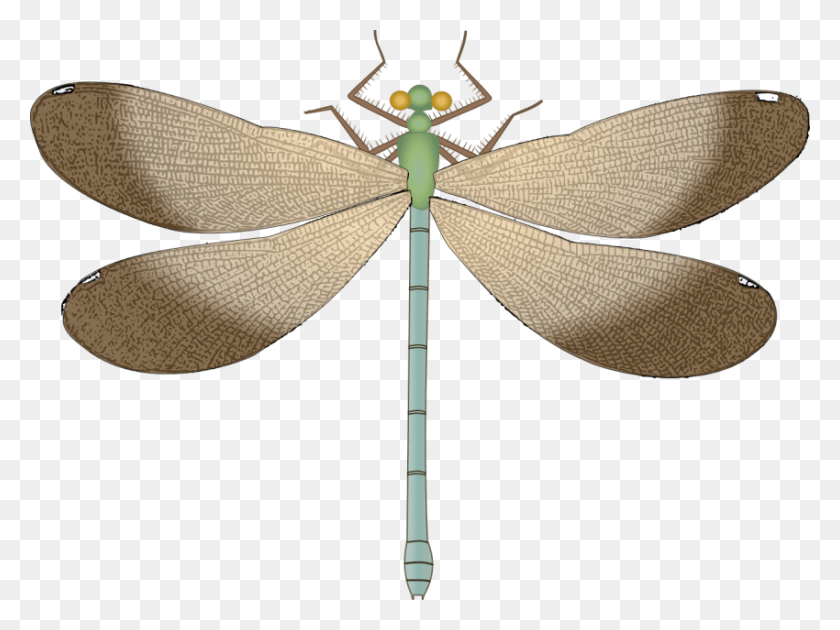 850x622 Dragonfly Png - Dragonfly PNG
