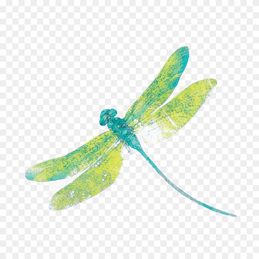 850x850 Dragonfly Png Free Download - Dragonfly PNG
