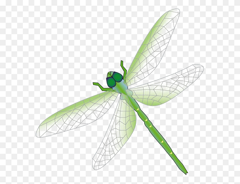589x586 Dragonfly Png Free Download Png Arts - Dragonfly PNG
