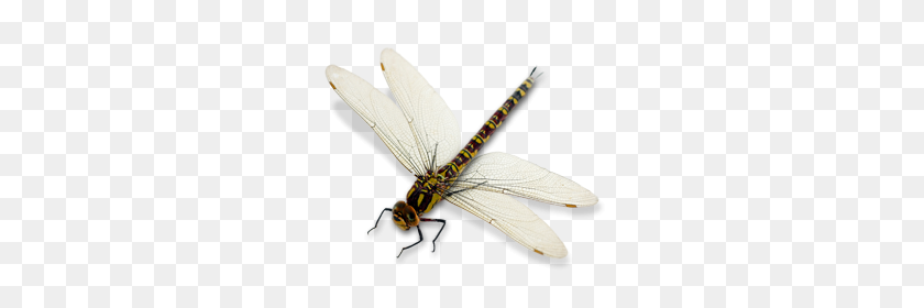280x220 Dragonfly Png Images Free Download - Dragonfly PNG