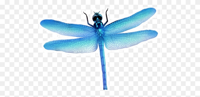 514x346 Dragonfly Png Images Transparent Free Download - Dragonfly PNG