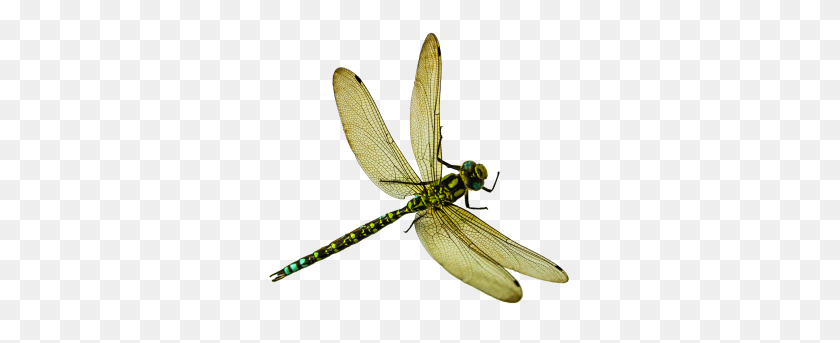 379x283 Dragonfly Png Transparent Image - Dragonfly PNG
