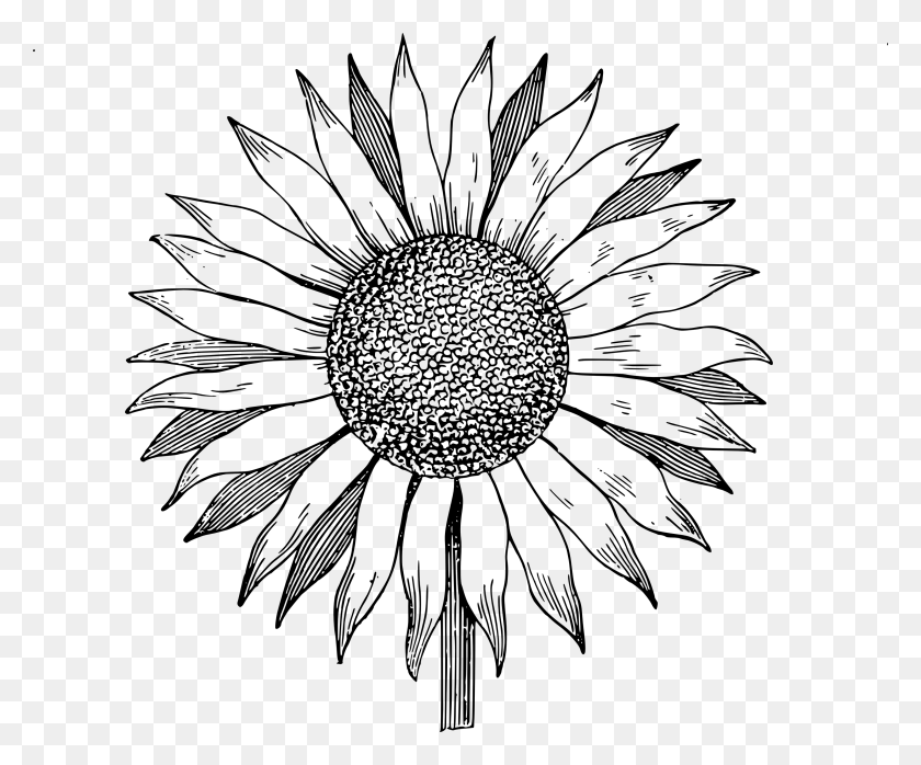 3000x2457 Drawing Clipart Sunflower - Flower Clipart Black And White Free