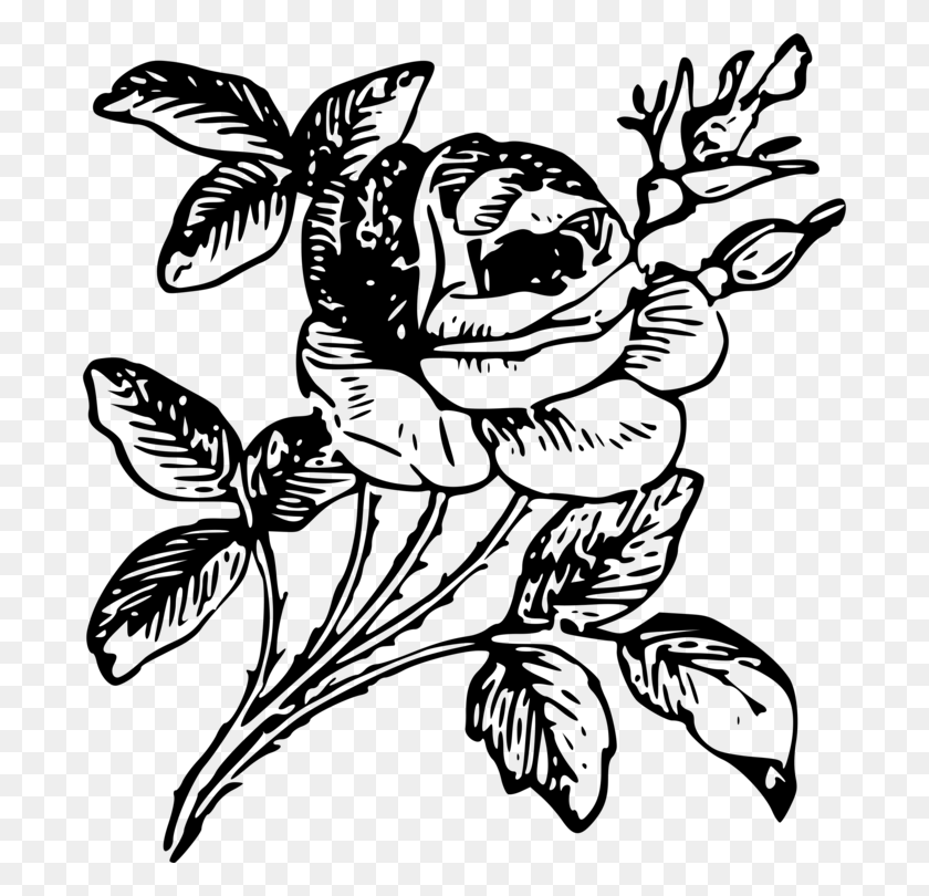 692x750 Drawing Floral Design Rose Flower Art - Rose Clipart Black And White