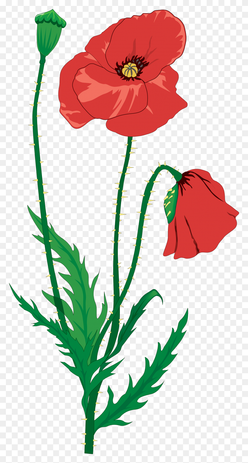 2334x4500 Drawing Flower Clip Art - Poppy Clipart
