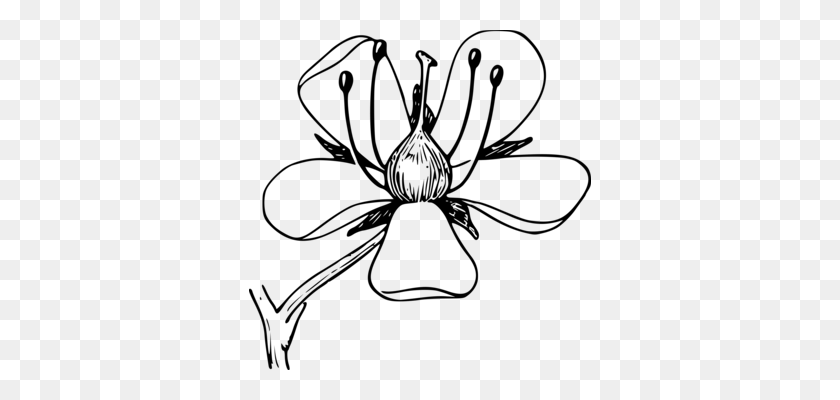 342x340 Drawing Flower Petal Download Art - Cotton Boll Clipart