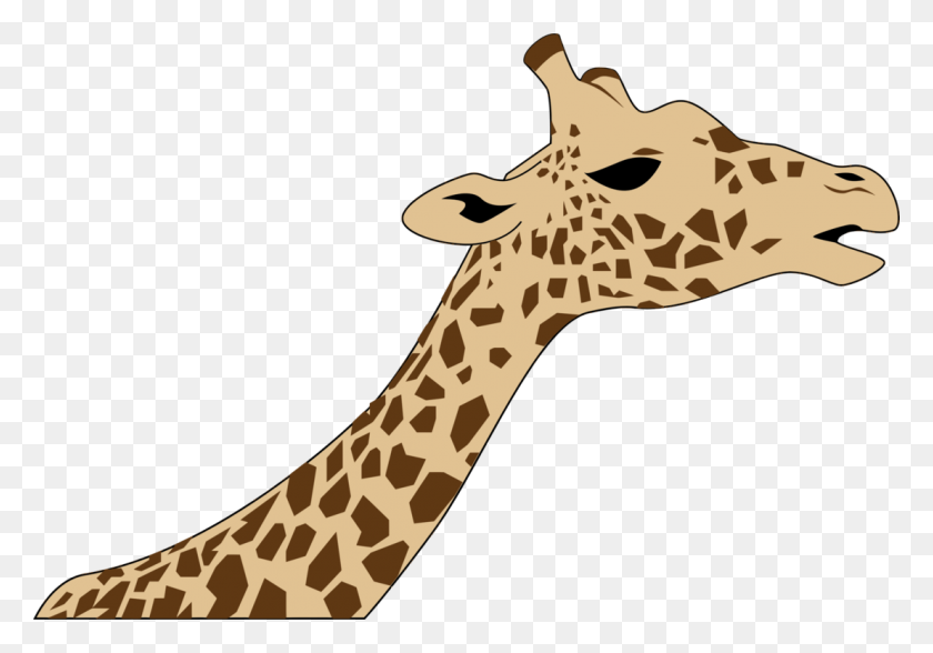 1107x750 Drawing Head West African Giraffe Download - Giraffe Face Clipart