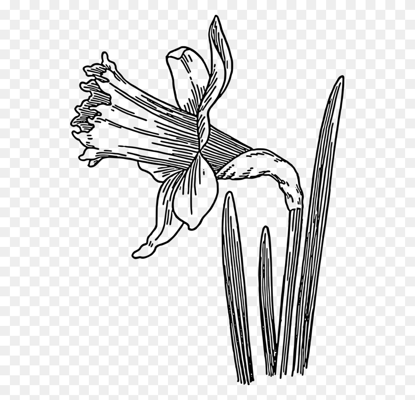 555x750 Drawing Line Art Daffodil Pencil - Iceberg Clipart Black And White