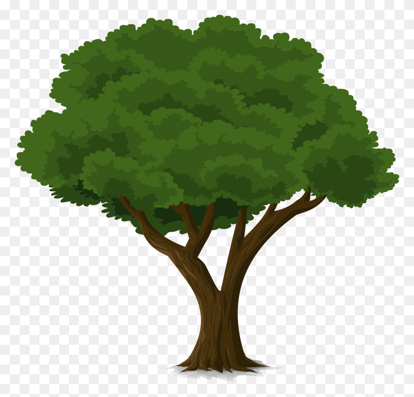 1920x1838 Drawing Of A Tall Tree With Deep Foliage Free Image - Tall Grass PNG
