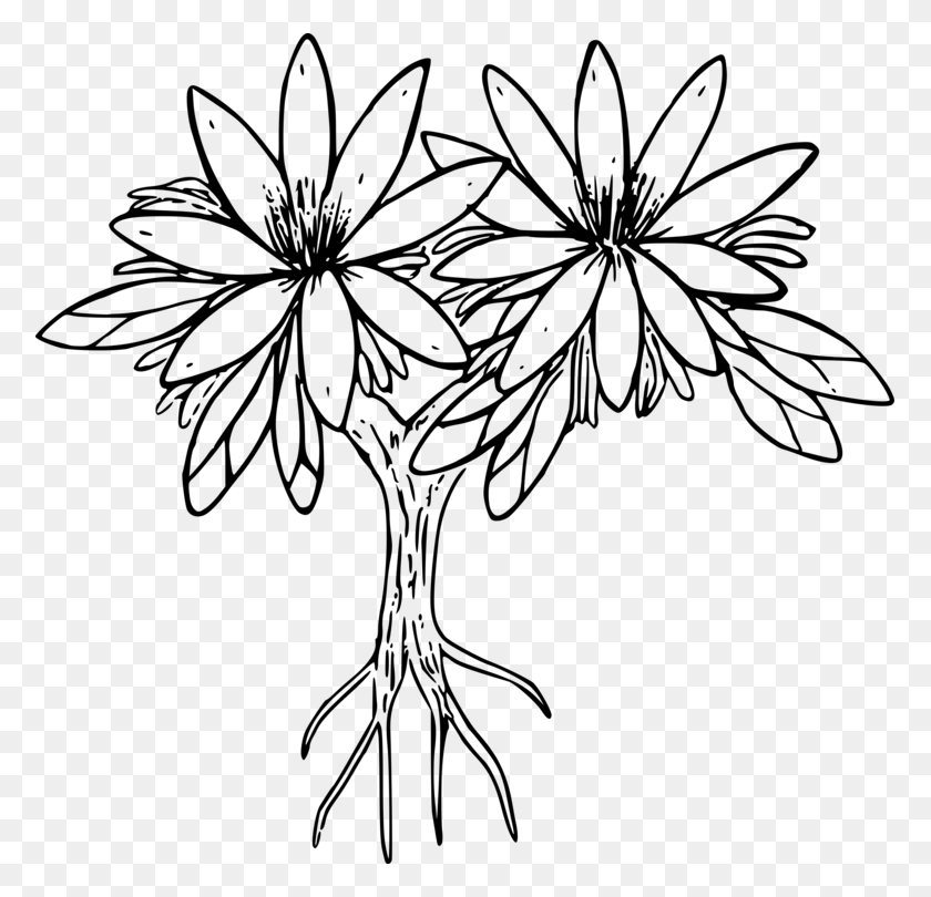 775x750 Drawing Siskiyou Lewisia Floral Design Black And White - Flower Line Clipart