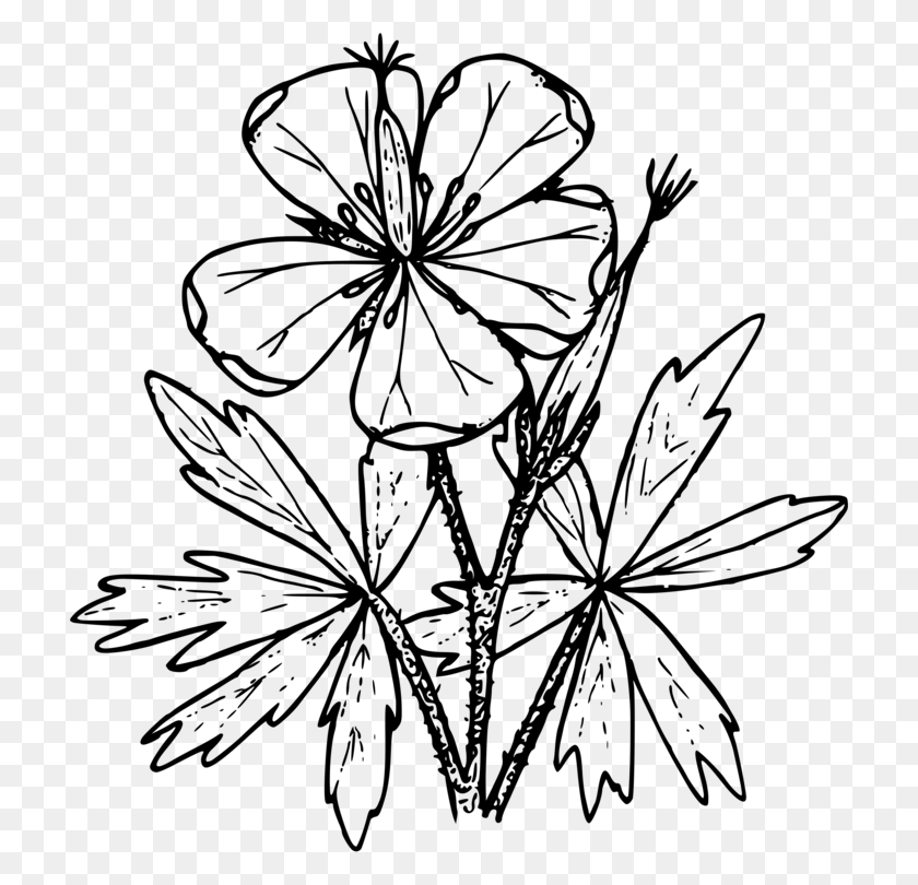 712x750 Drawing Wildflower Stencil Coloring Book - Wildflower Clipart