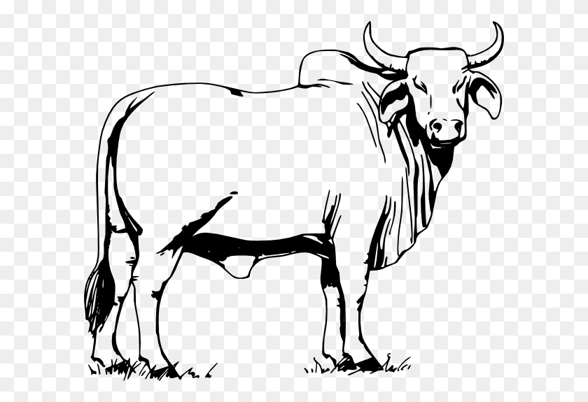 600x515 Drawn Bull Angry Cow - Hereford Cow Clipart
