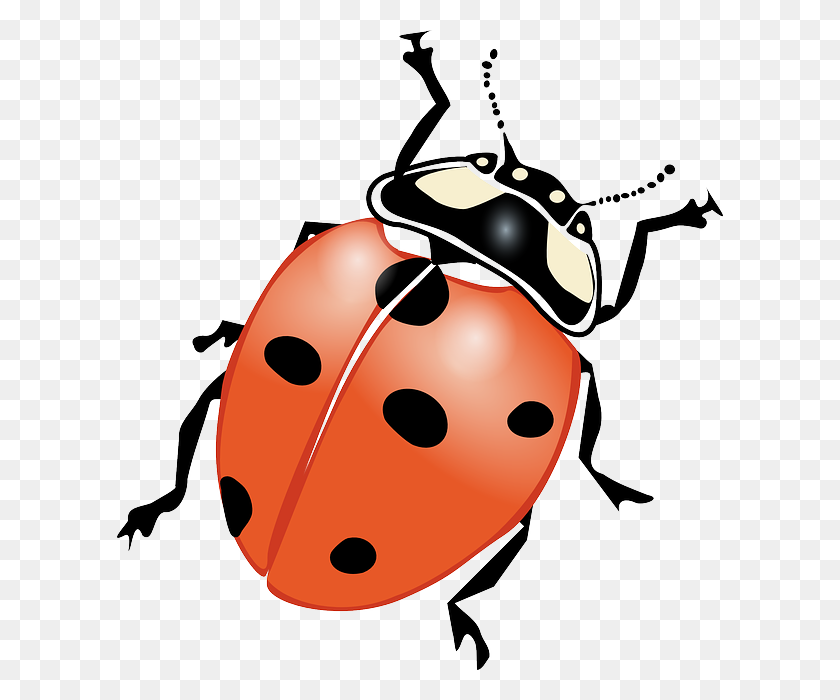 606x640 Drawn Lady Beetle Clipart - Sandpiper Clipart