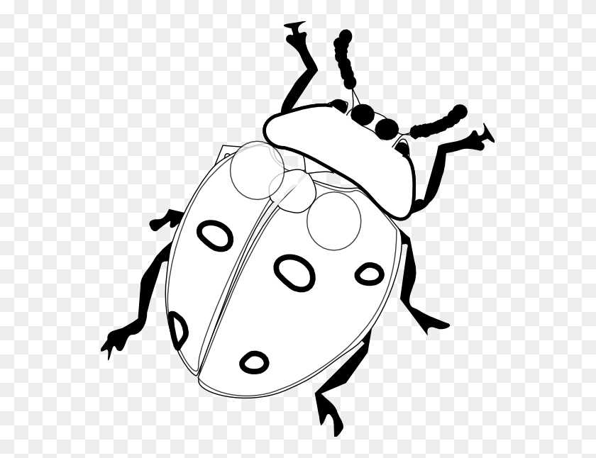 555x586 Drawn Lady Beetle Ladybird - Beetle Clipart Black And White