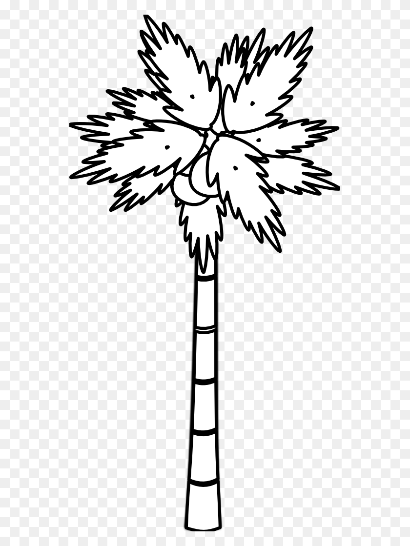 555x1059 Drawn Palm Tree Tall Tree - Palm Tree With Coconuts Clipart