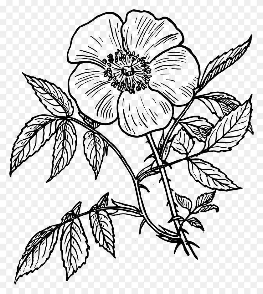 2555x2880 Drawn Wildflower Black And White - Wildflower PNG