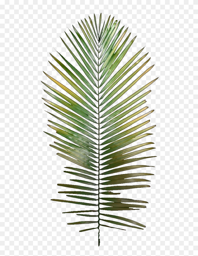 512x1024 Dream Team - Palm Tree Leaf PNG