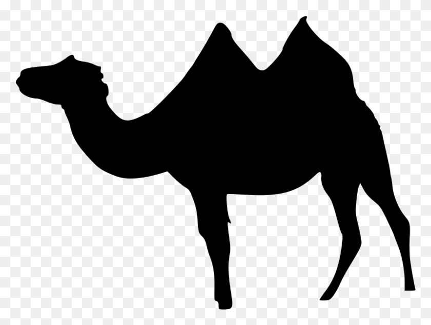 800x588 Dromedary Bactrian Camel Llama Wadi Rum Clip Art - Camel Clipart Black And White