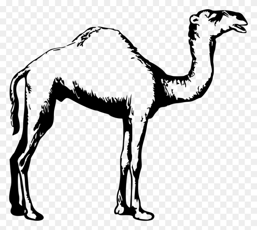 844x750 Dromedary Drawing Black And White Animal Camel - Dalmatian Clipart Black And White