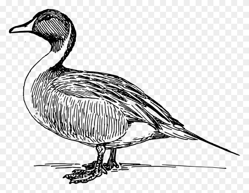 990x750 Duck American Pekin Drawing Goose Mallard - Mallard Duck Clipart